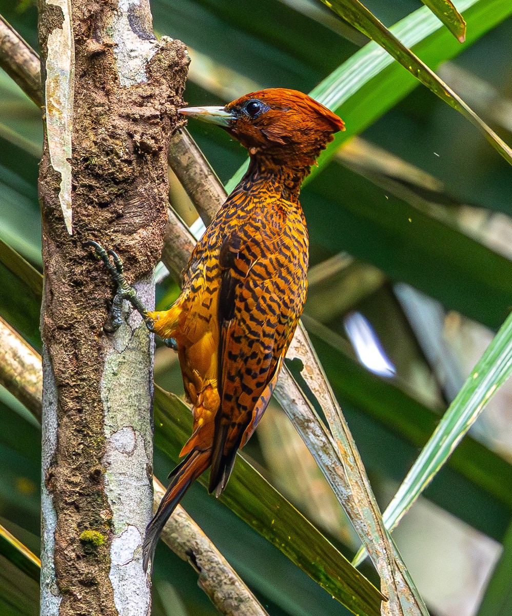 Waved Woodpecker - ML635754247