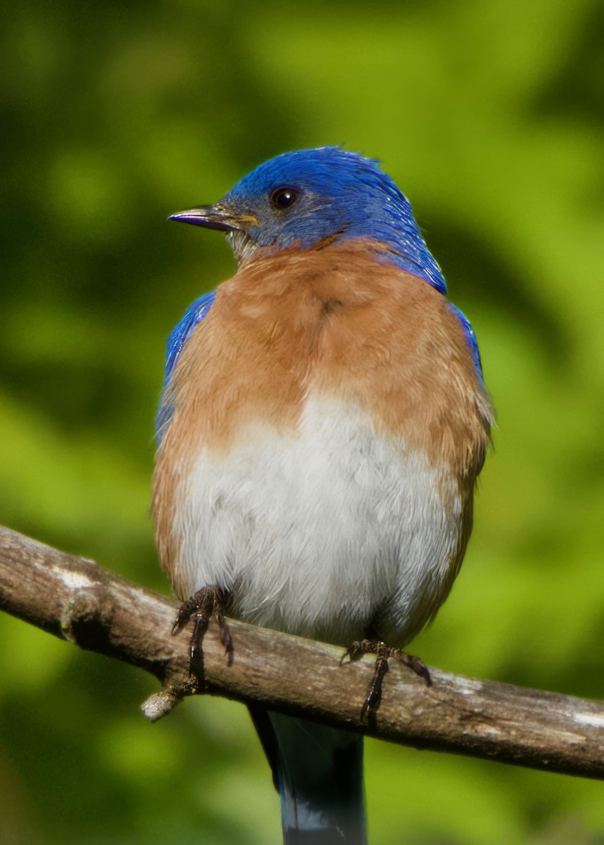 Eastern Bluebird - ML635754268