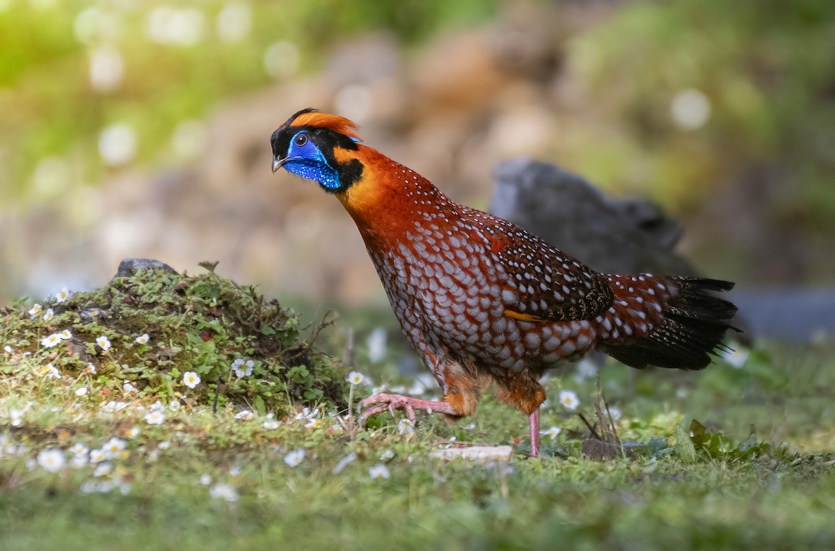 Temminck's Tragopan - ML635754272