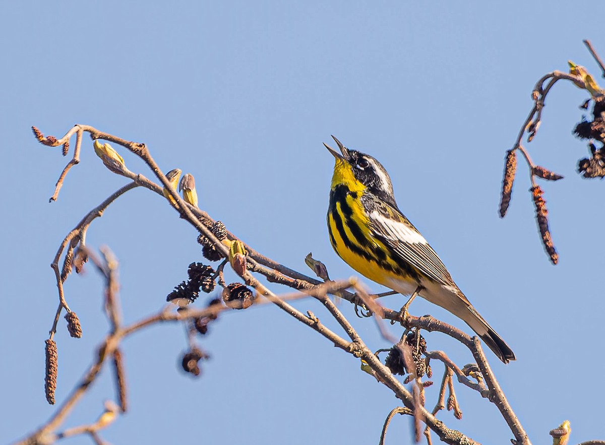 Magnolia Warbler - ML635754312
