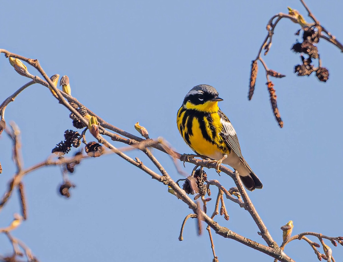 Magnolia Warbler - ML635754313