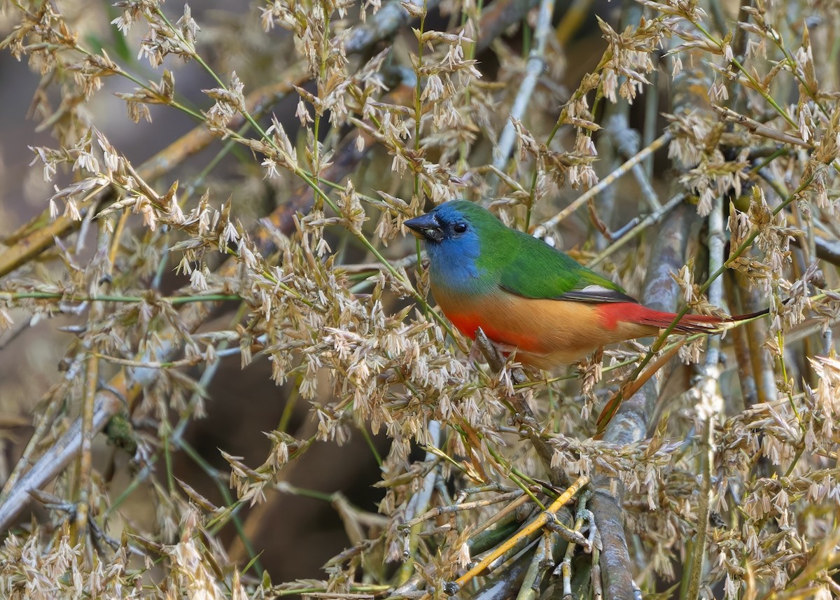 Pin-tailed Parrotfinch - ML635754334