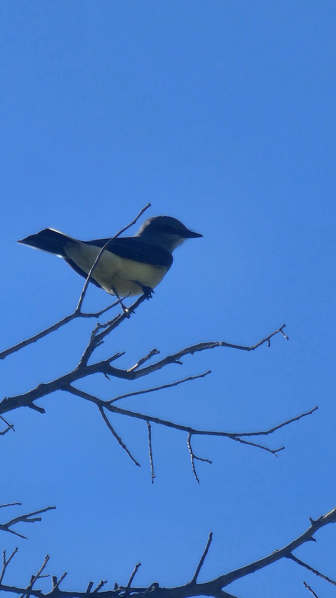 Western Kingbird - ML635754388