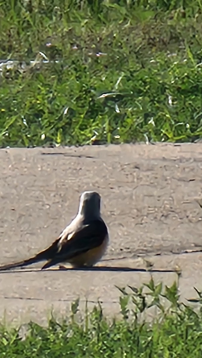 Scissor-tailed Flycatcher - ML635754397