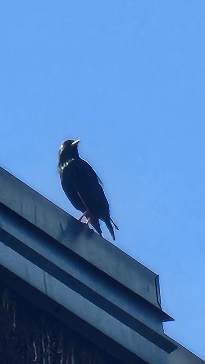 European Starling - ML635754401