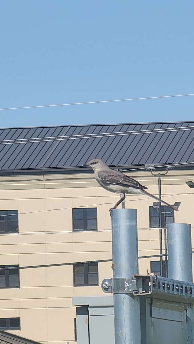 Northern Mockingbird - ML635754408
