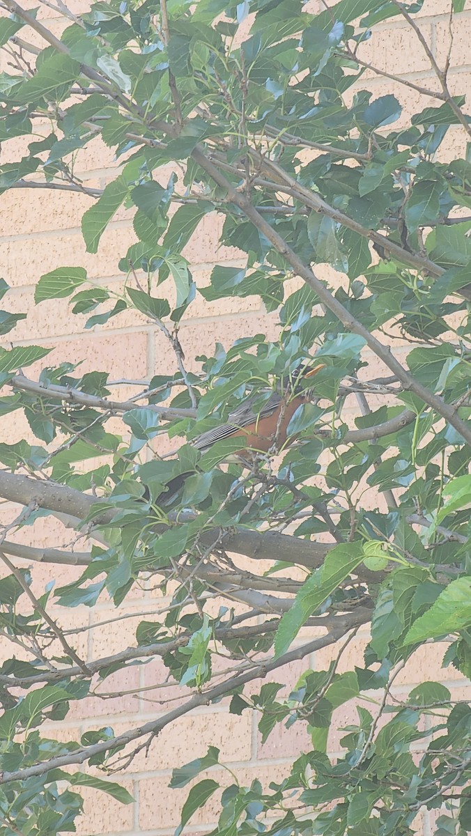 American Robin - ML635754412