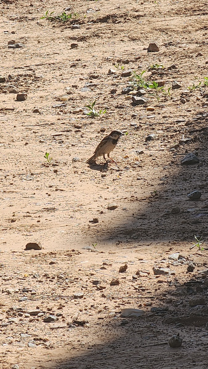 House Sparrow - ML635754424