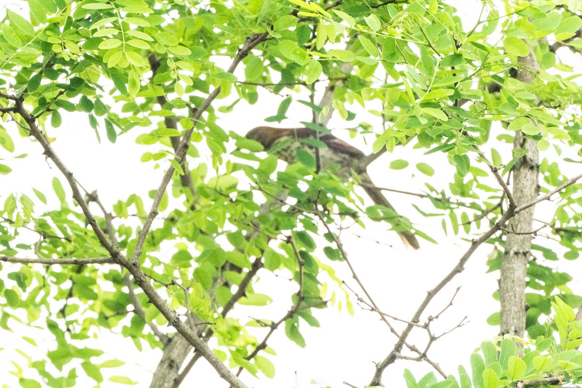 brunspottefugl - ML635754462
