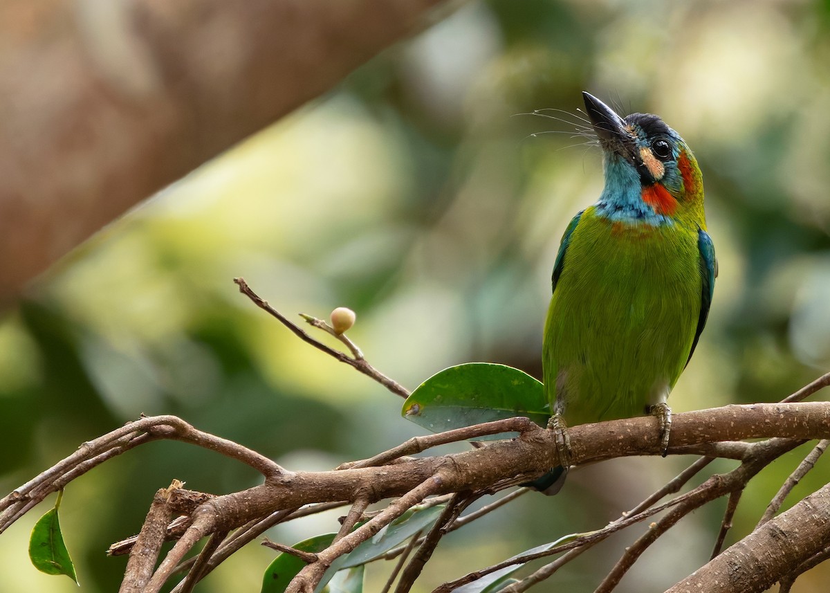 Blue-eared Barbet - ML635754476