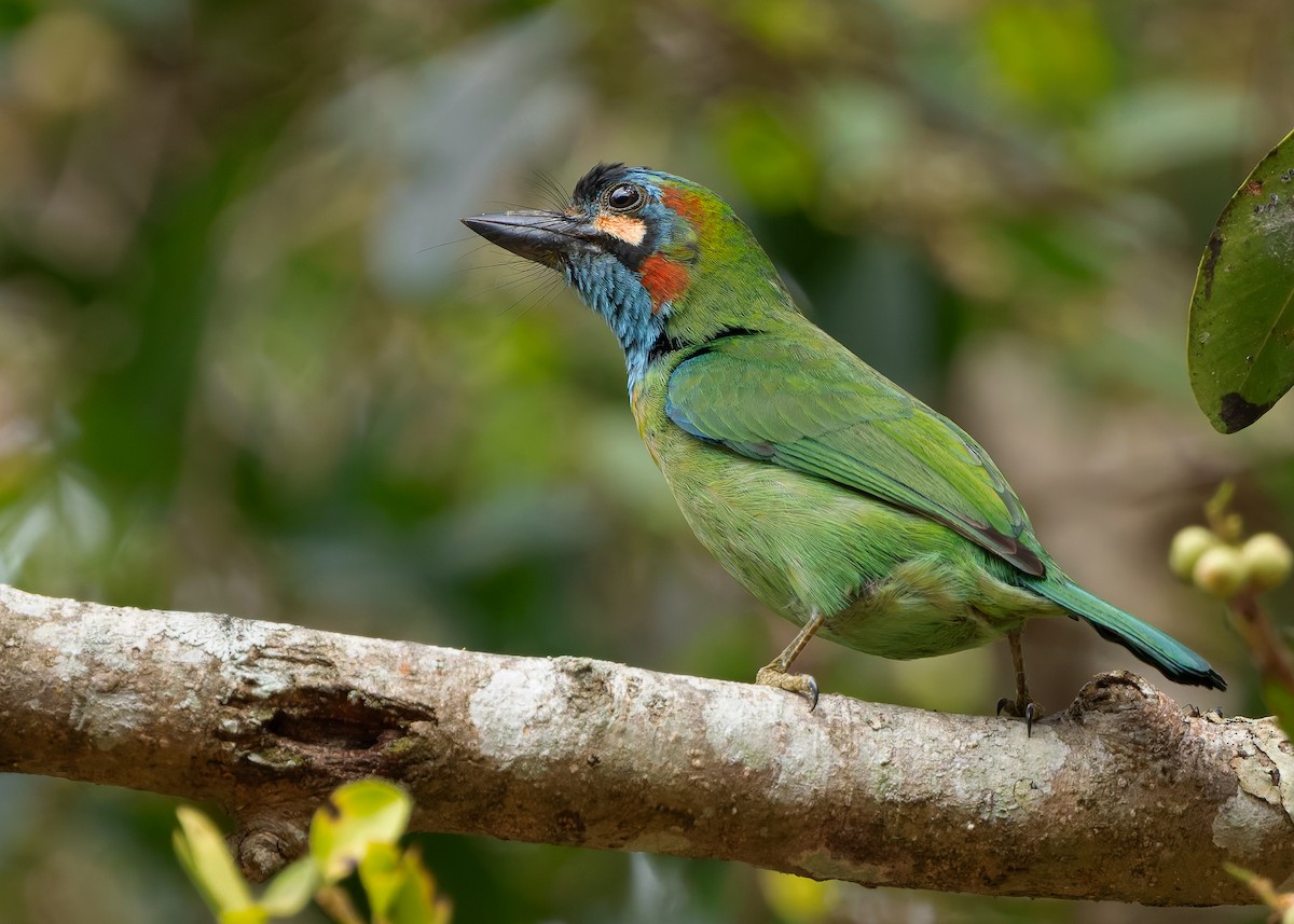 Blue-eared Barbet - ML635754477