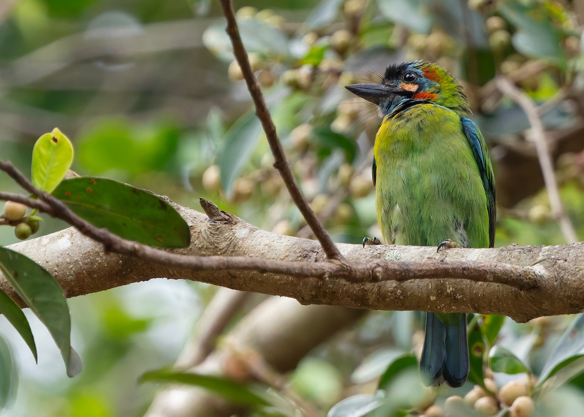 Blue-eared Barbet - ML635754478