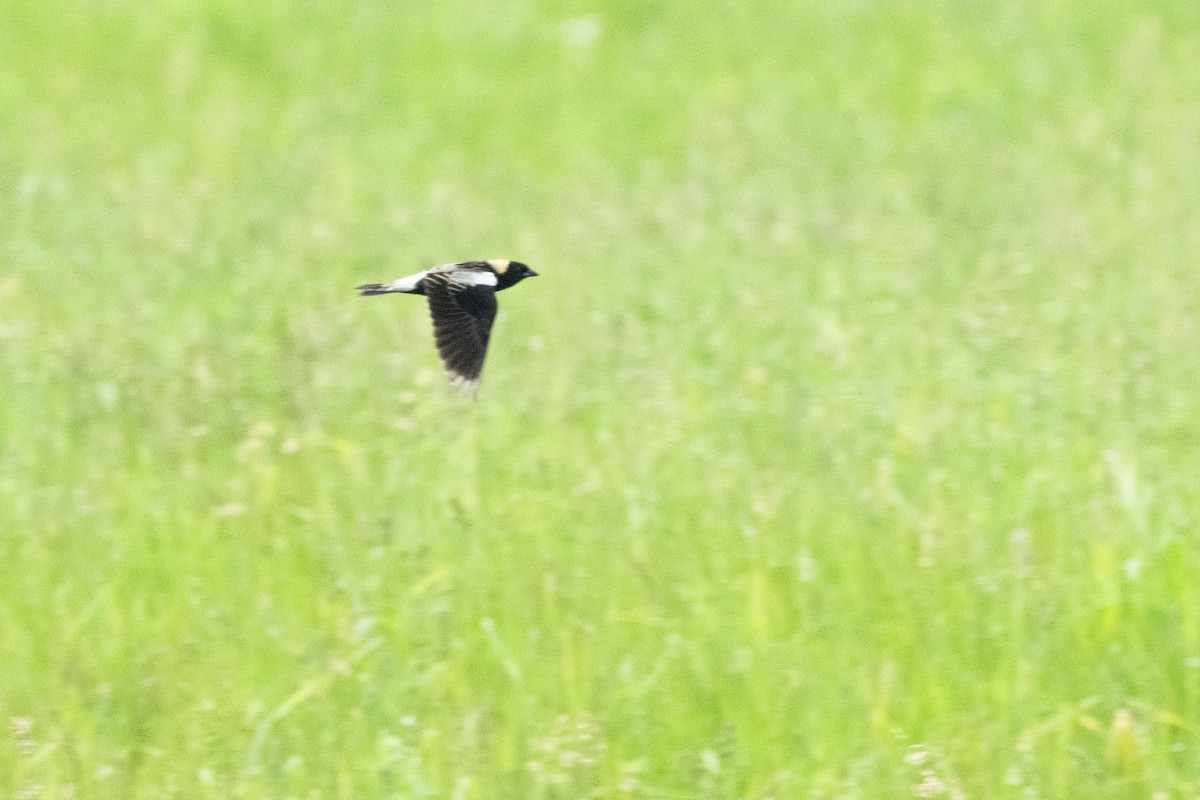 Bobolink - ML635754495