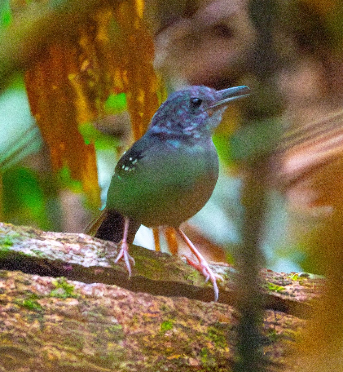 Rufous-faced Antbird - ML635754637