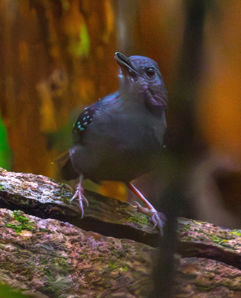 Rufous-faced Antbird - ML635754638
