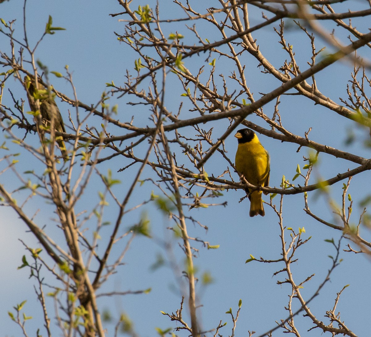 Antillean Siskin - ML635754723