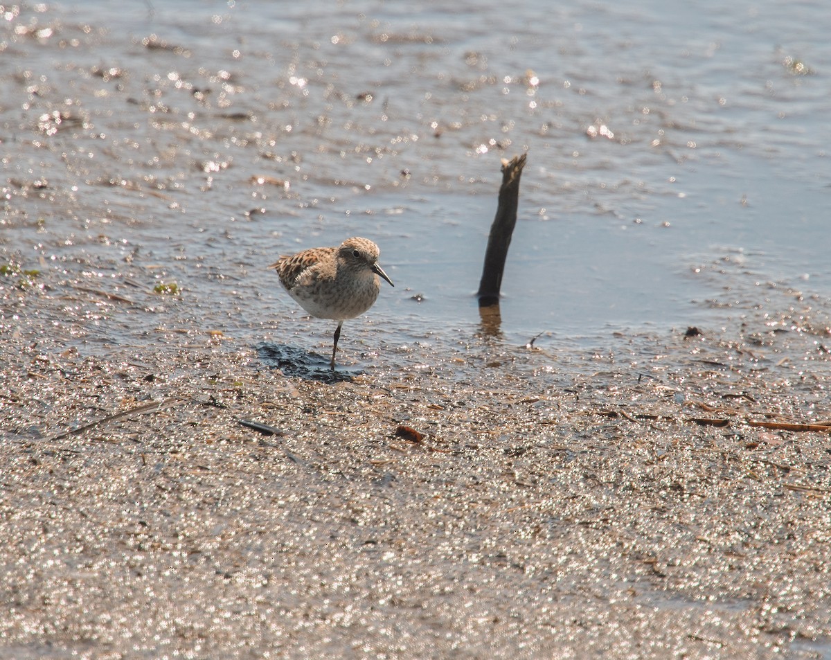 Semipalmated Sandpiper - ML635754811