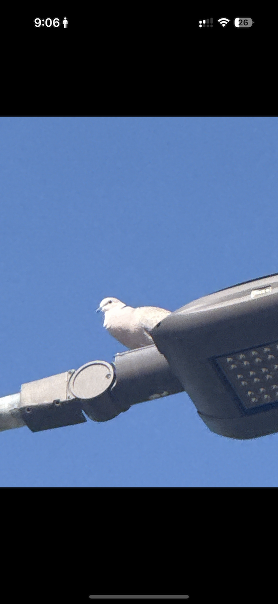Eurasian Collared-Dove - ML635754813