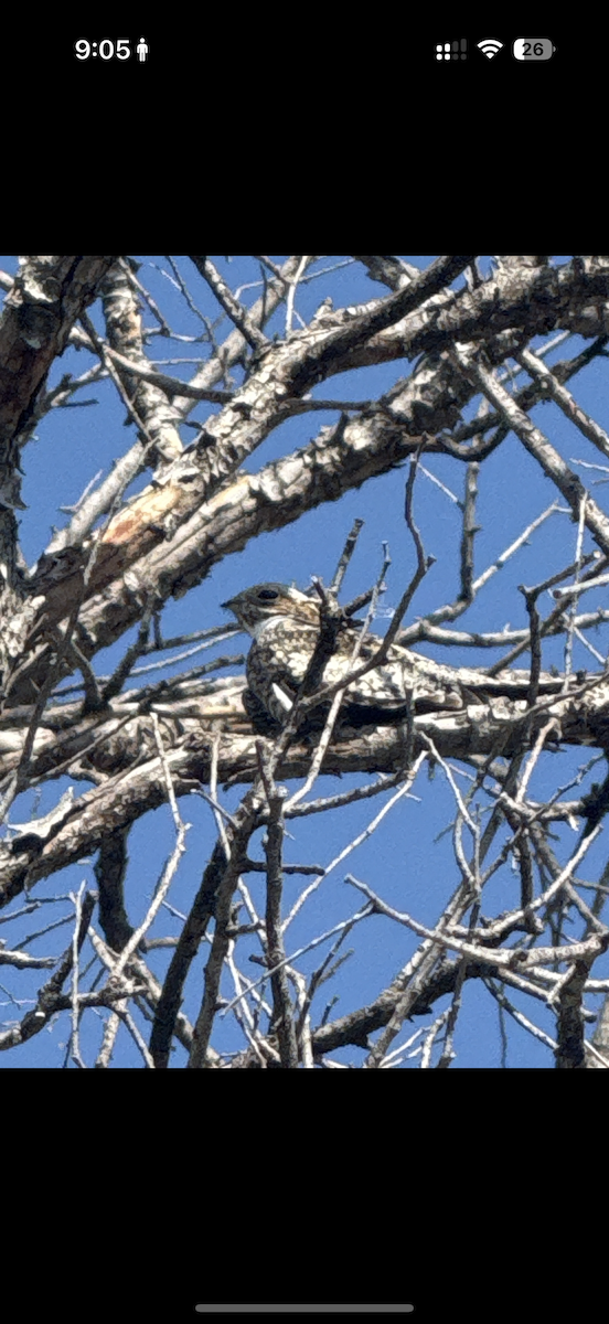 Common Nighthawk - ML635754818