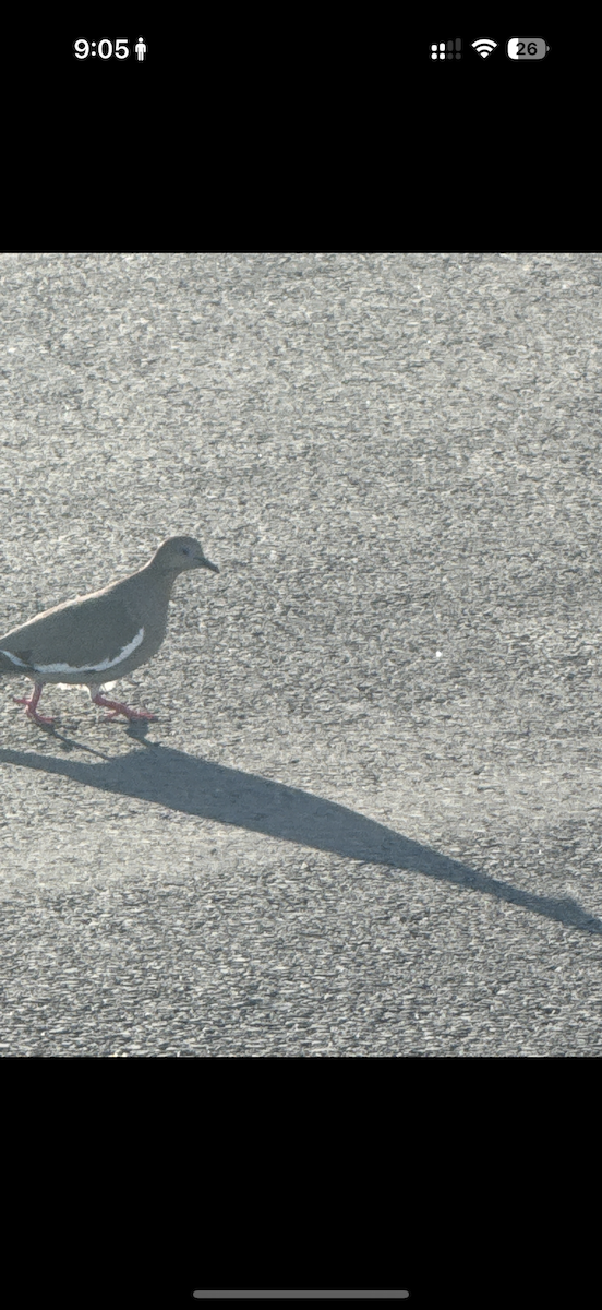 White-winged Dove - ML635754822