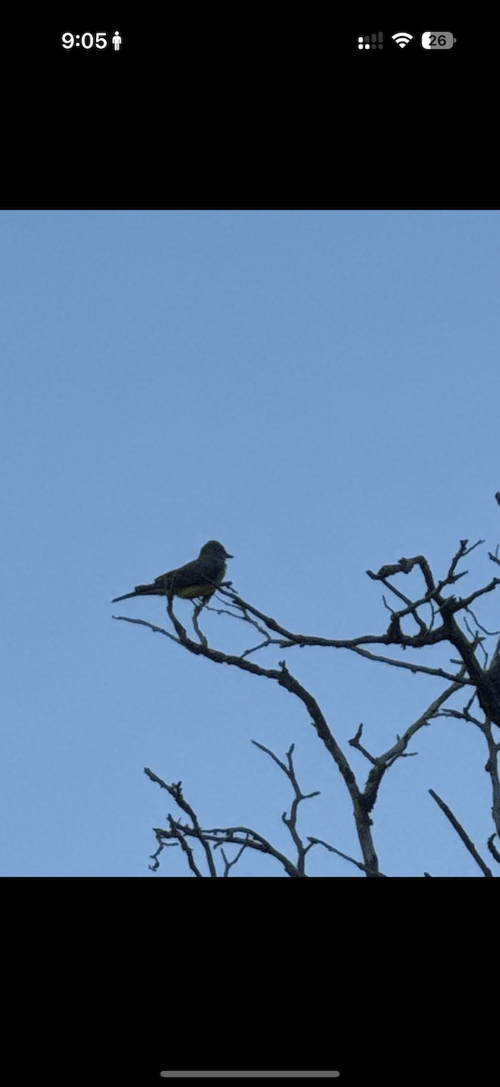 Western Kingbird - ML635754833