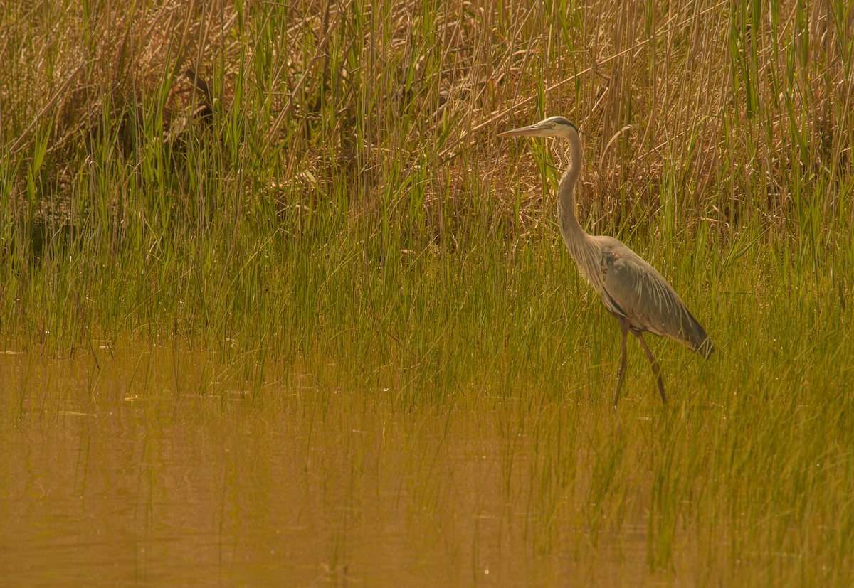 Great Blue Heron - ML635754841