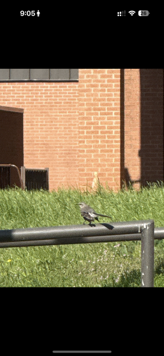 Northern Mockingbird - ML635754850