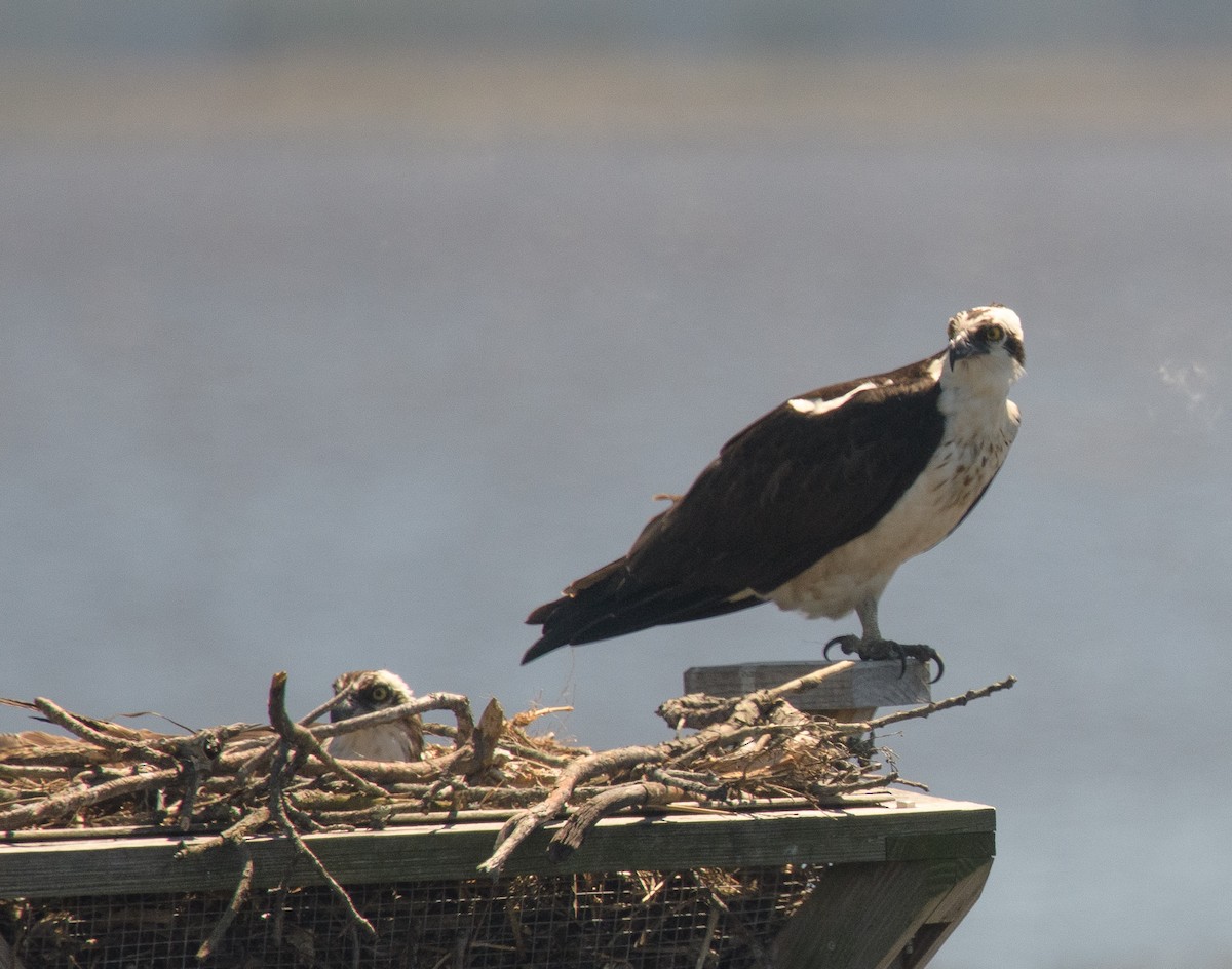 Osprey - ML635754861