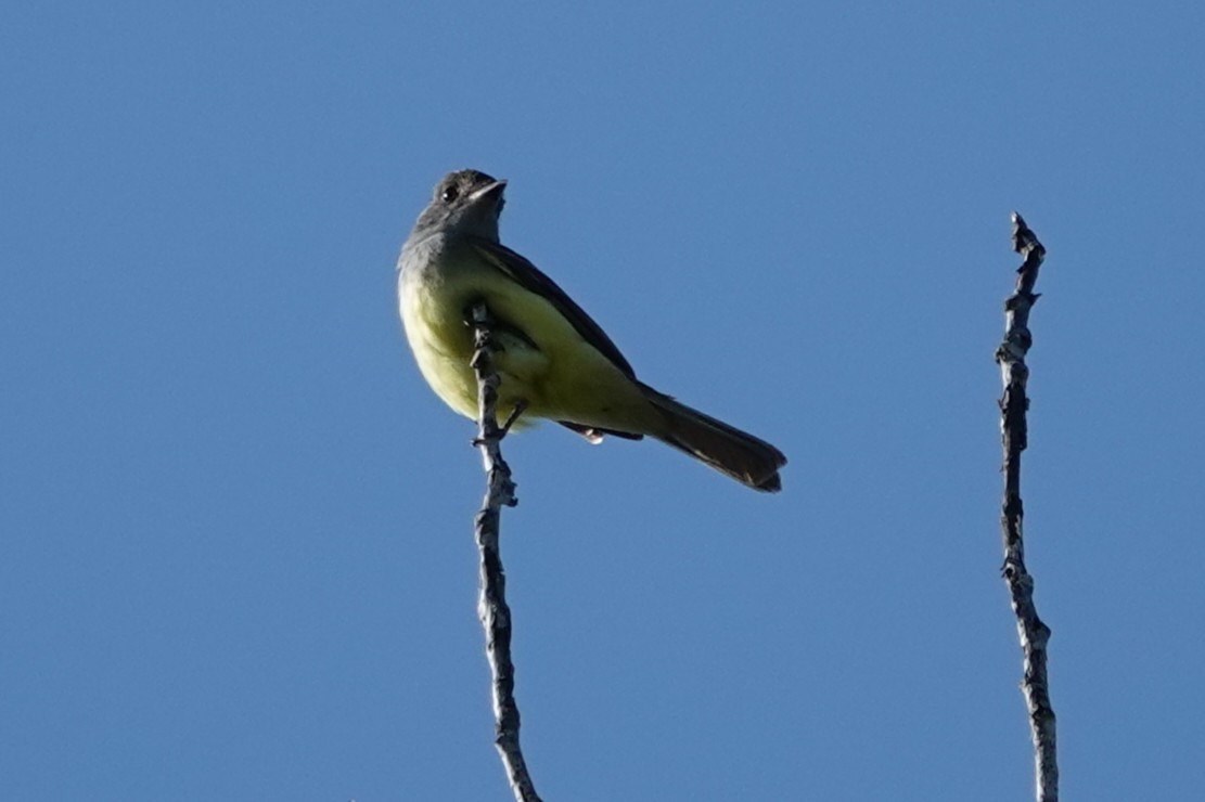 Great Crested Flycatcher - ML635755024