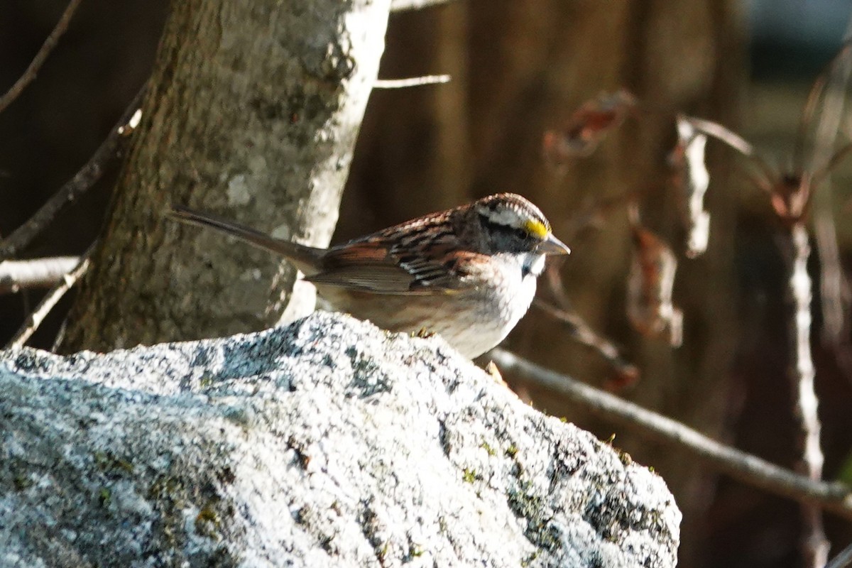 White-throated Sparrow - ML635755134