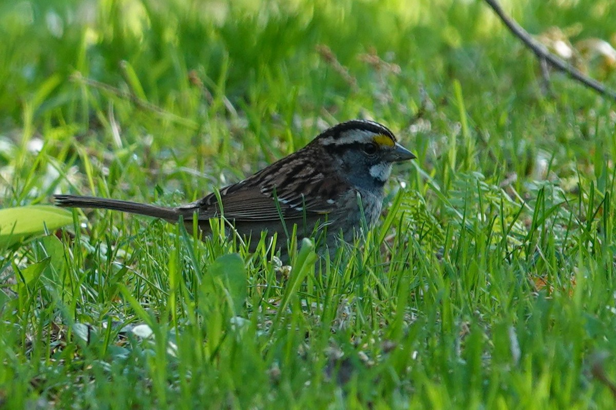 White-throated Sparrow - ML635755141