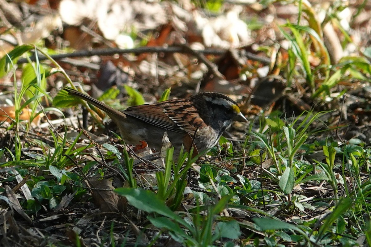White-throated Sparrow - ML635755145