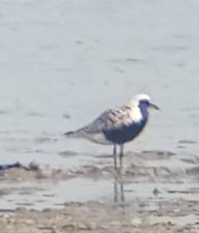 Black-bellied Plover - ML635755167