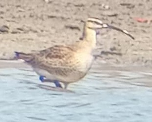 Hudsonian Whimbrel - ML635755172