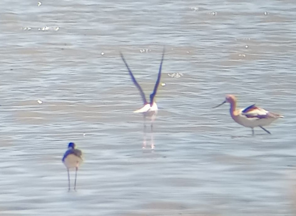 American Avocet - ML635755259