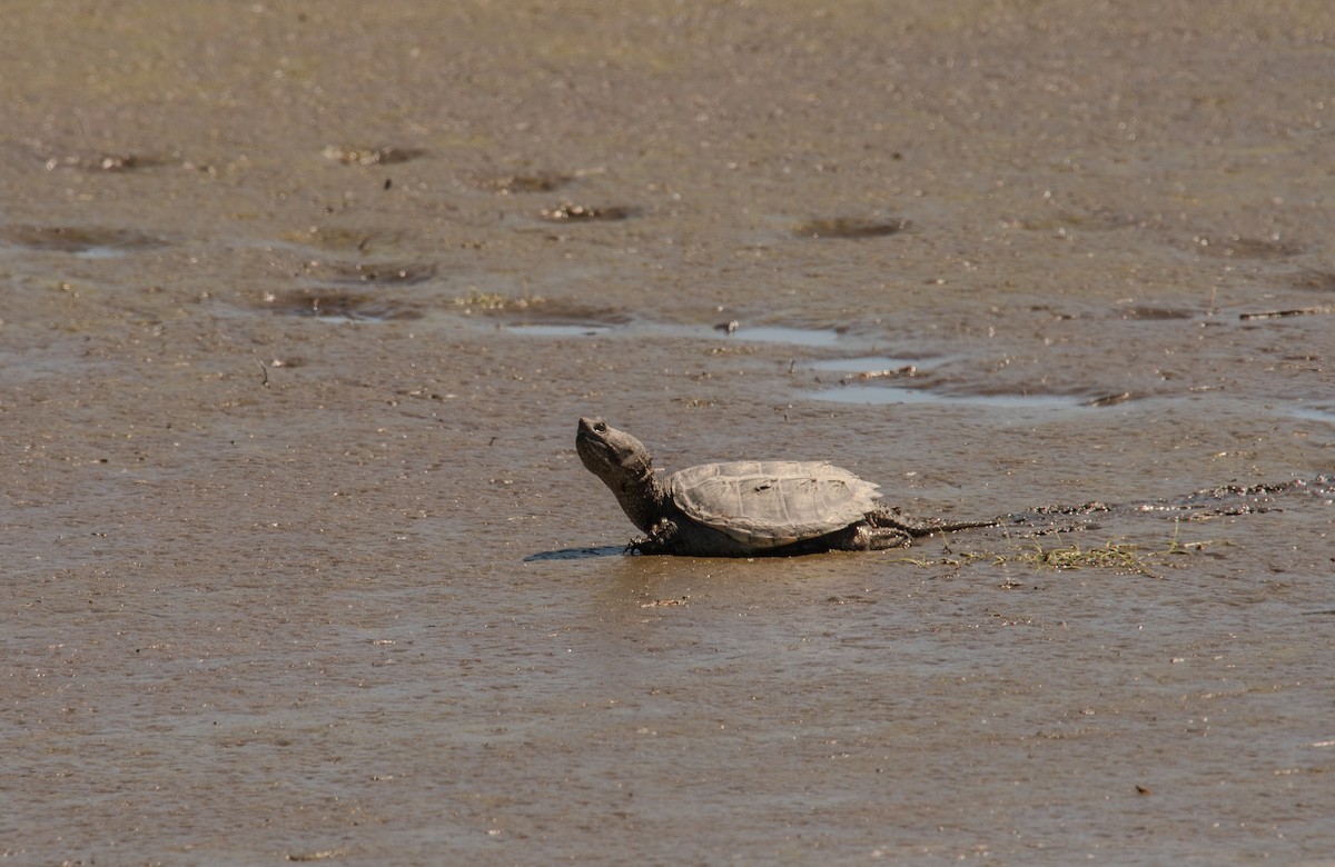 Reptiles - ML635755286