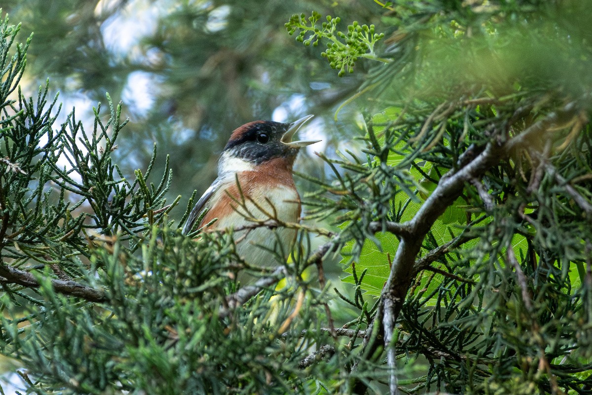 Bay-breasted Warbler