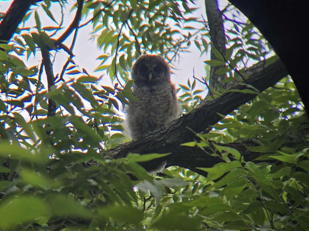 Barred Owl - ML635755506