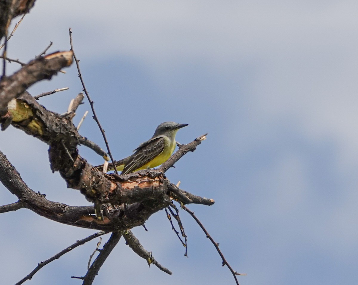 Tropical Kingbird - ML635755641