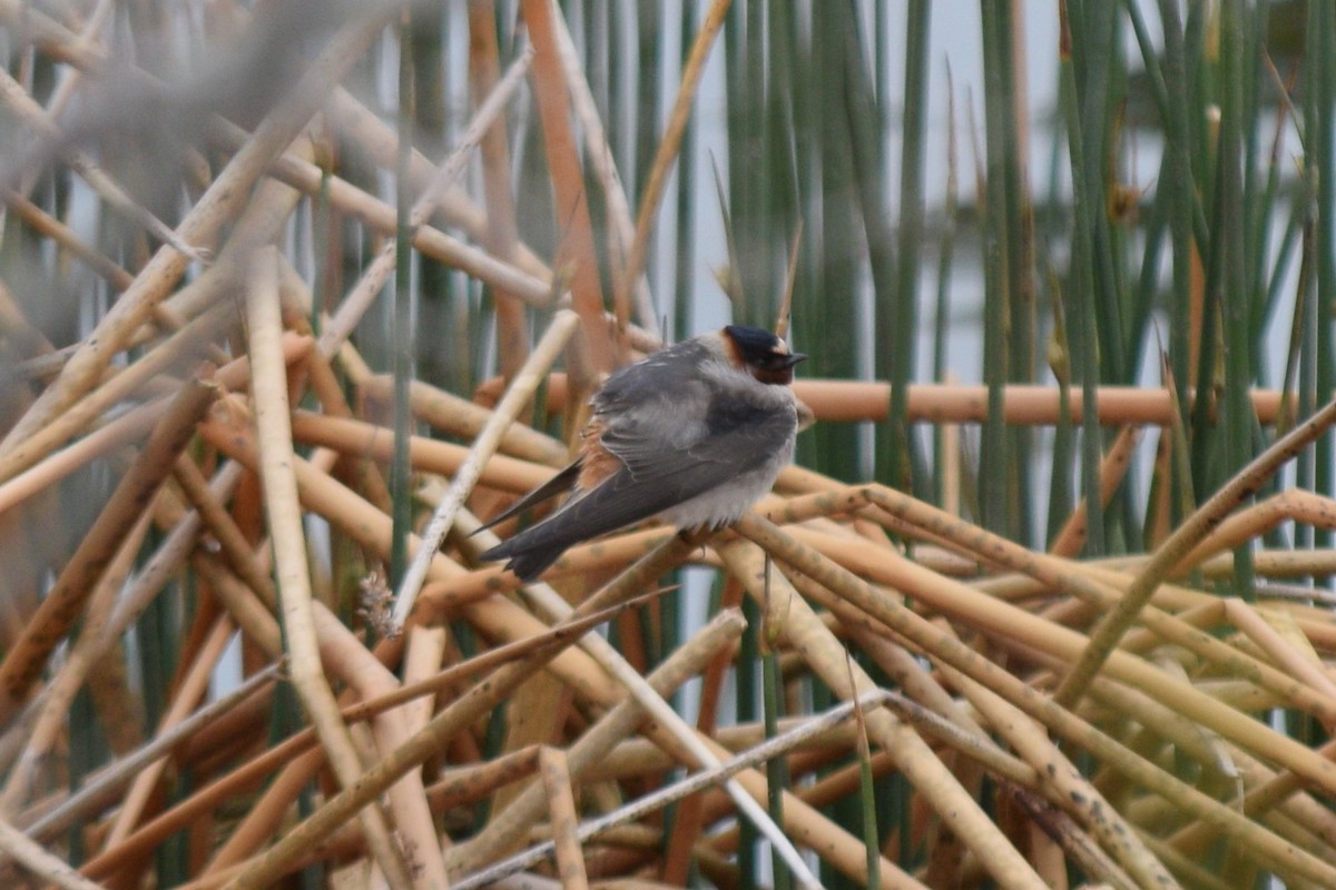 Cliff Swallow (pyrrhonota Group) - ML635755651