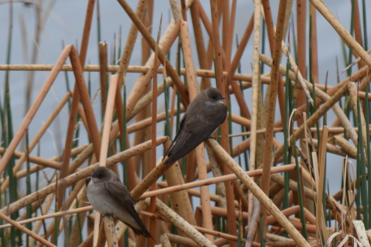 Northern Rough-winged Swallow - ML635755672