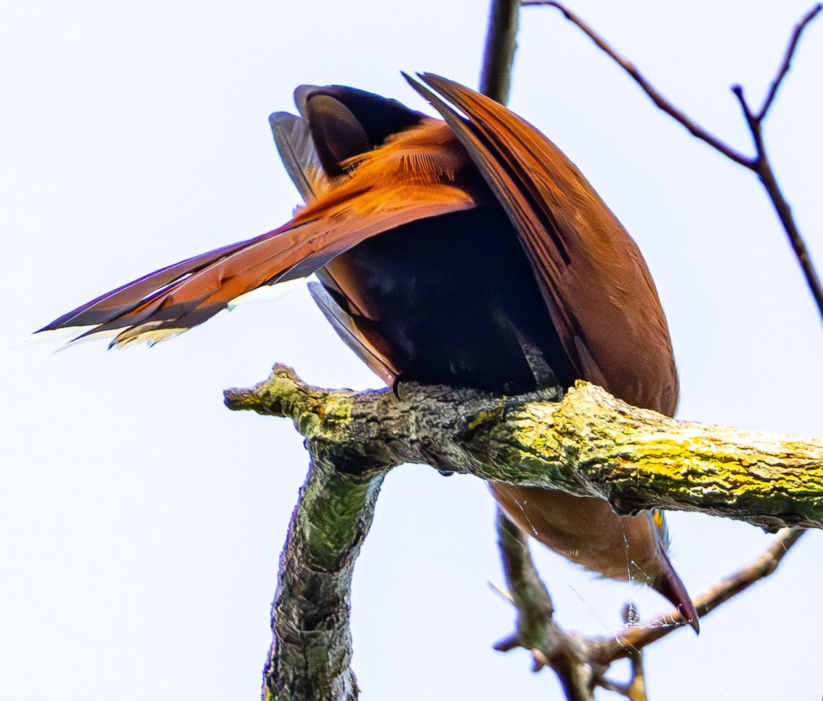Black-bellied Cuckoo - ML635755759