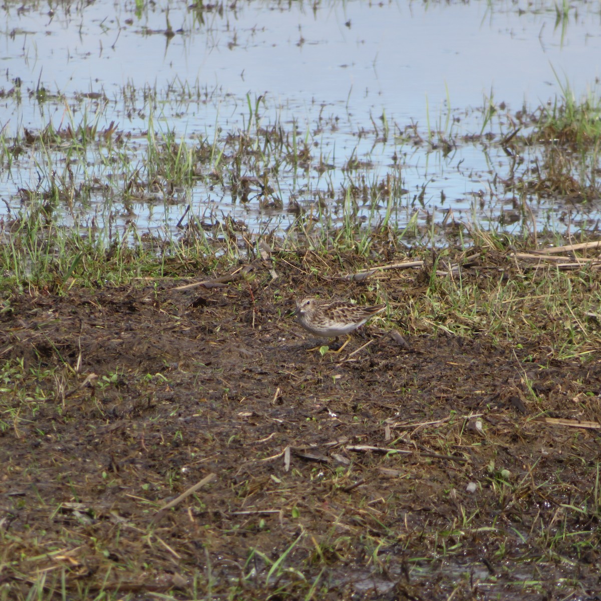 Least Sandpiper - ML635755806