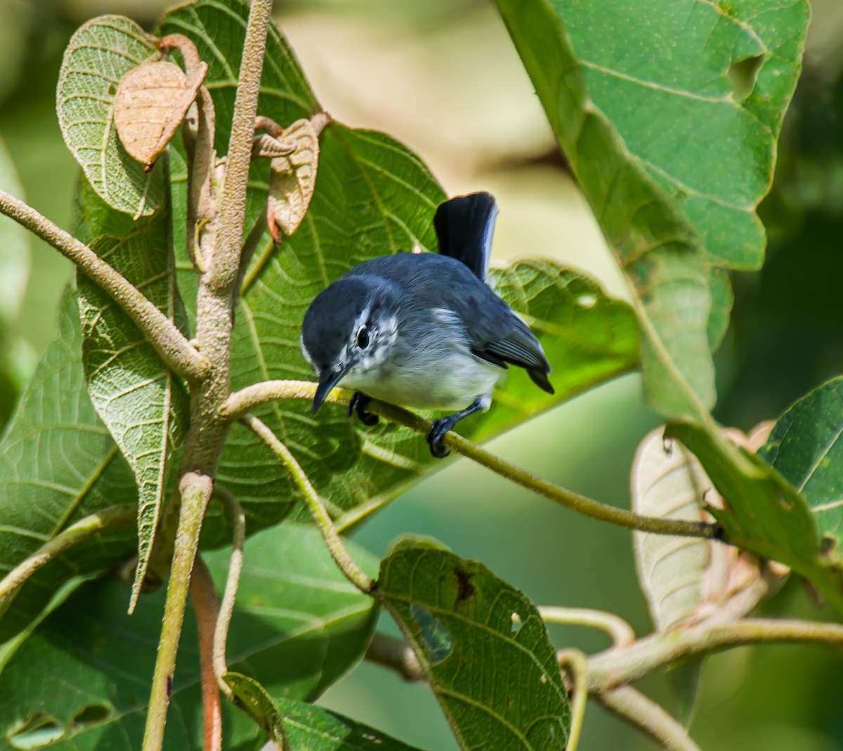 White-browed Gnatcatcher - ML635755813