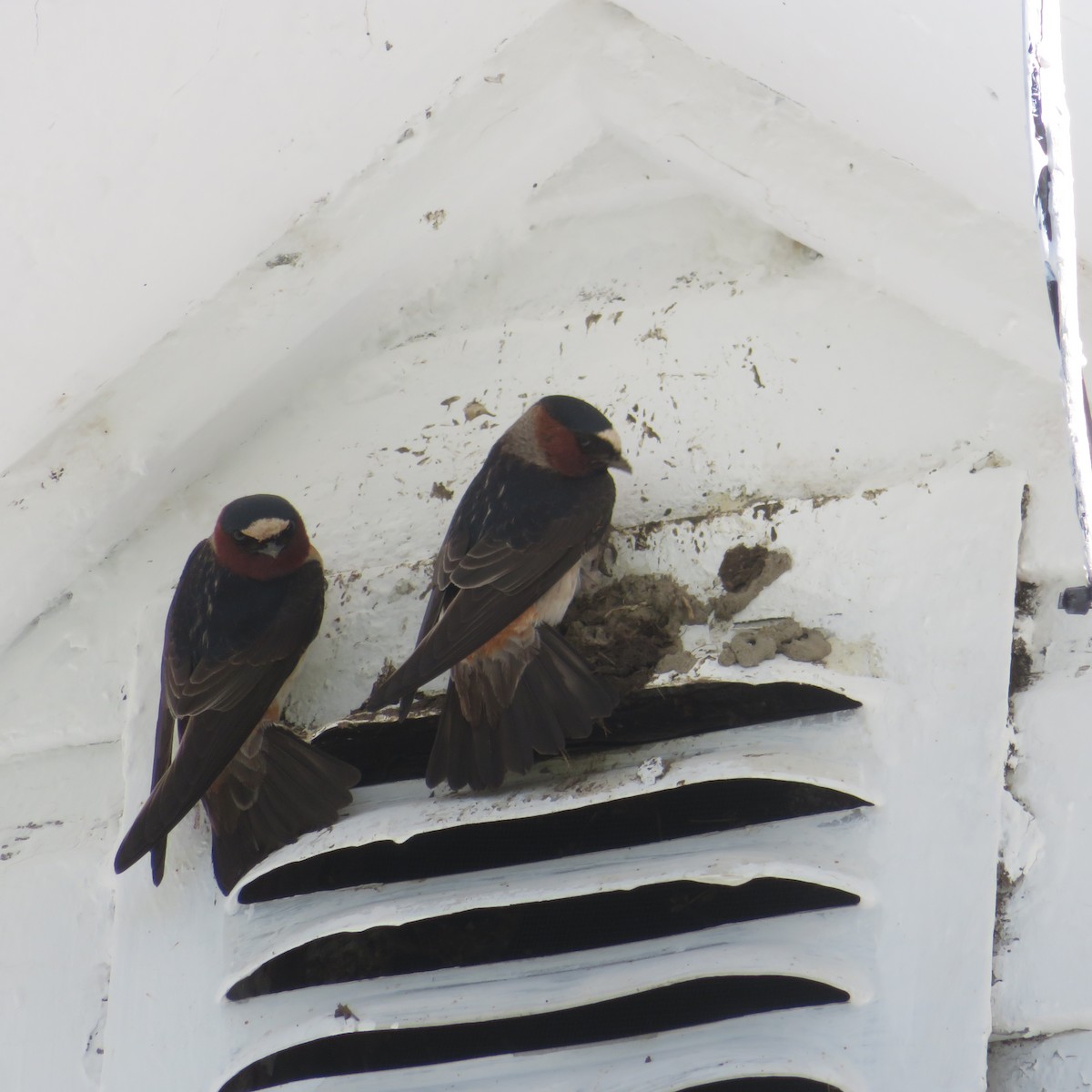 Cliff Swallow - ML635755818
