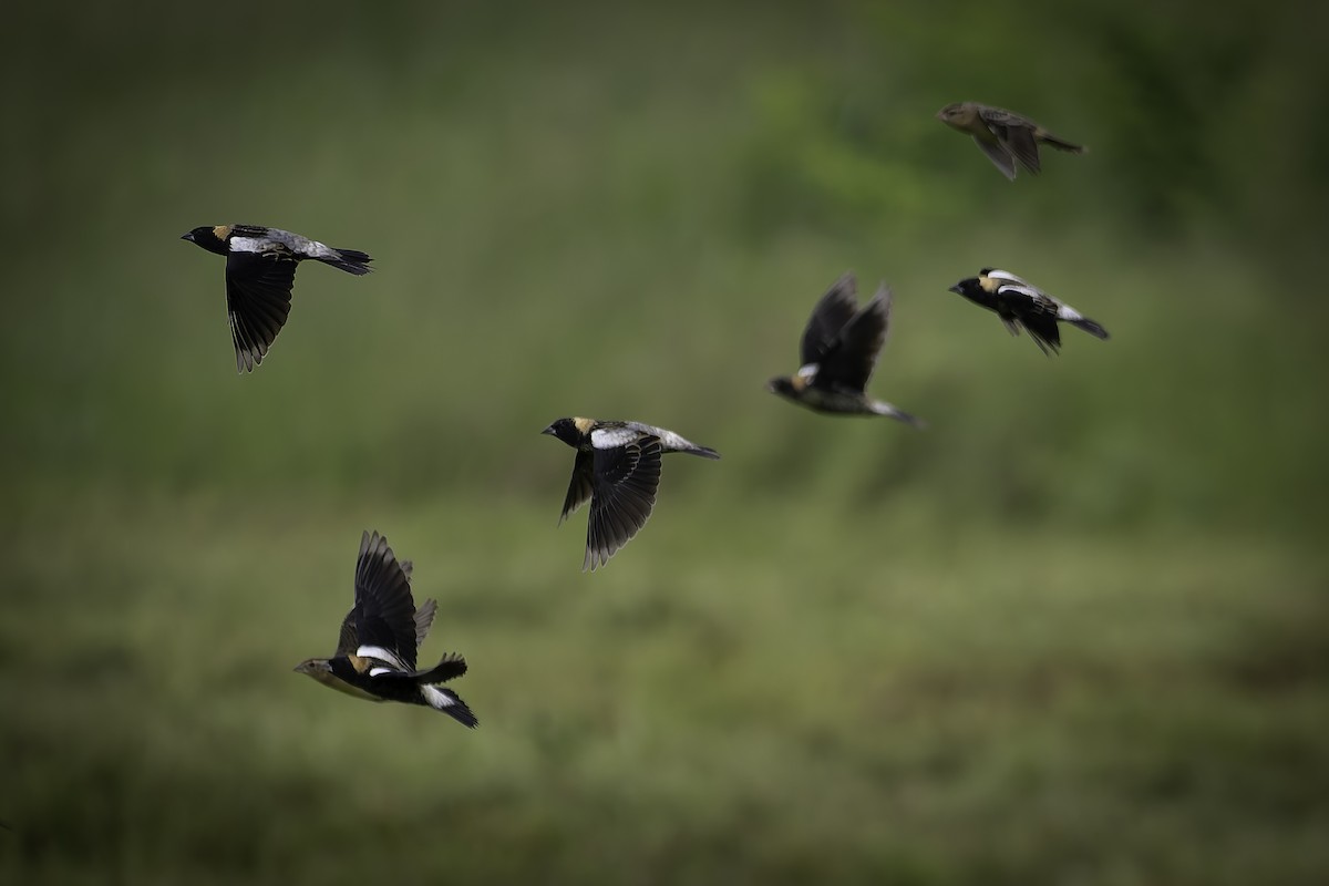 Bobolink - ML635755843