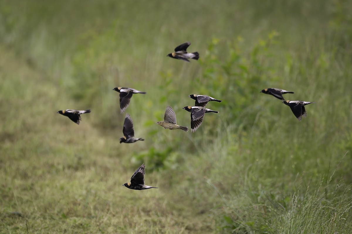 Bobolink - ML635755844