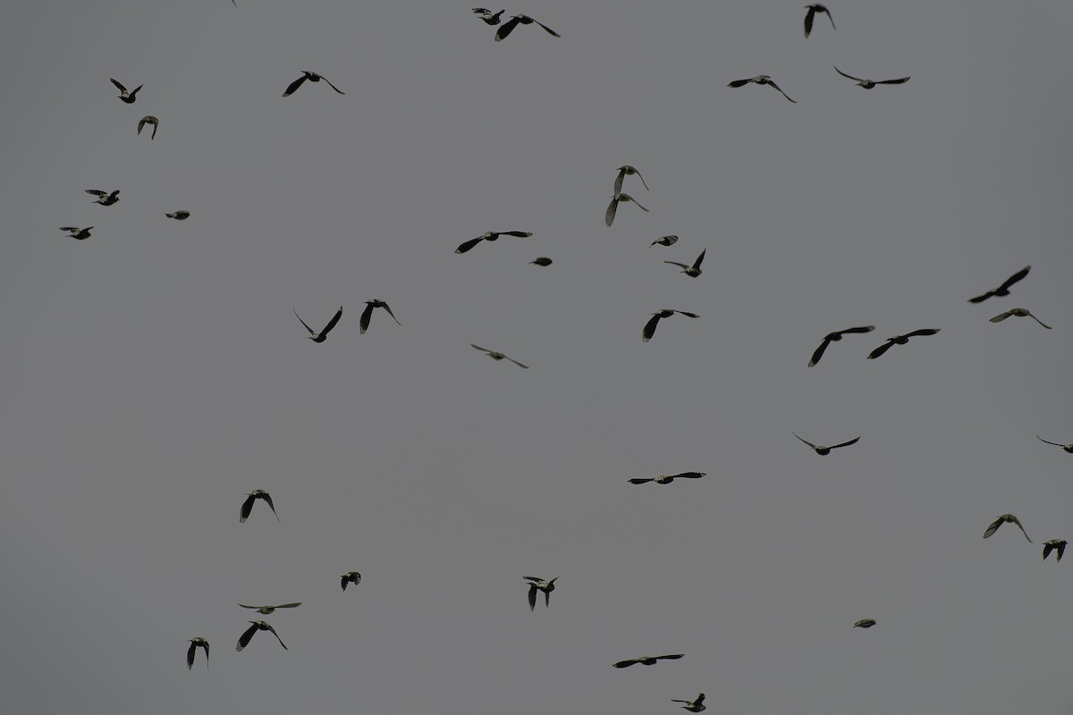 Bobolink - ML635755845