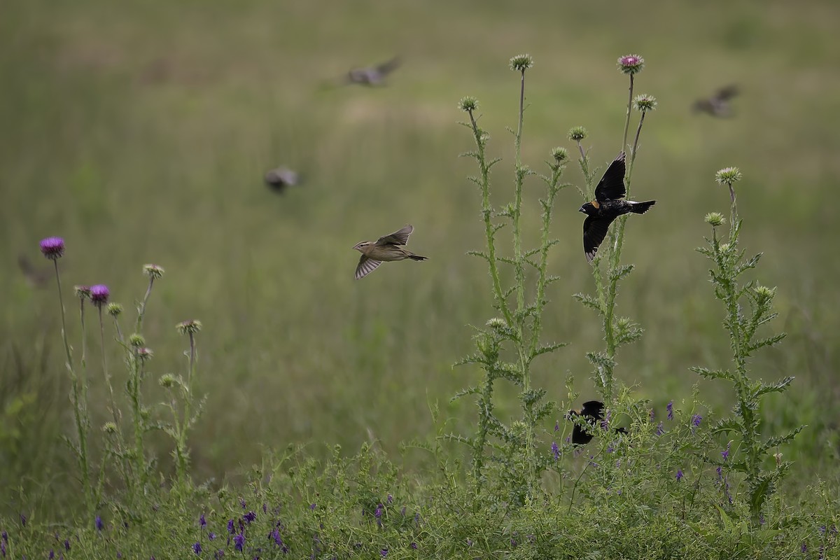 Bobolink - ML635755846