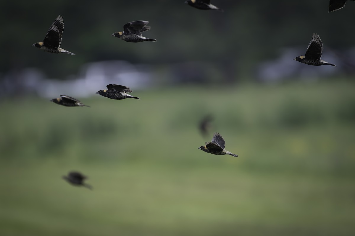 Bobolink - ML635755847